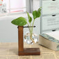 Hydroponic Transparent Plant Vases - Gadgets and Fun Stuff